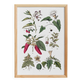 Botanical poster "peppers", based on a plate from 1881