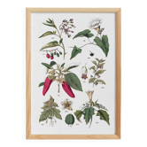 Botanical poster "peppers", based on a plate from 1881