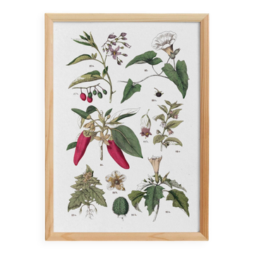 Affiche botanique "piments", d'après une planche de 1881