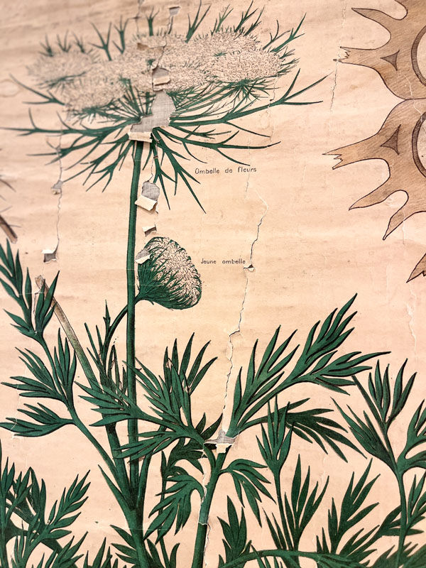 Old botanical plate of the house Deyrolle "The carrot"
