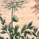 Old botanical plate of the house Deyrolle "The carrot"