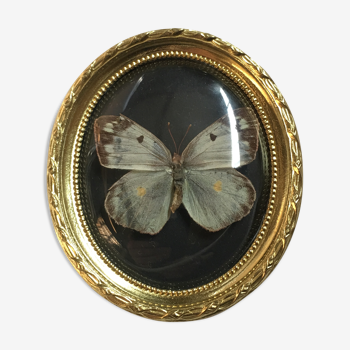 Butterfly under curved frame
