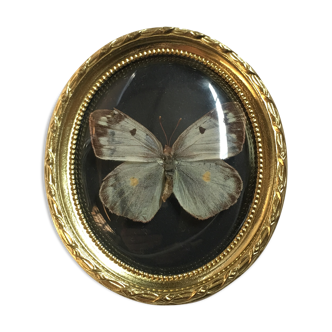Butterfly under curved frame