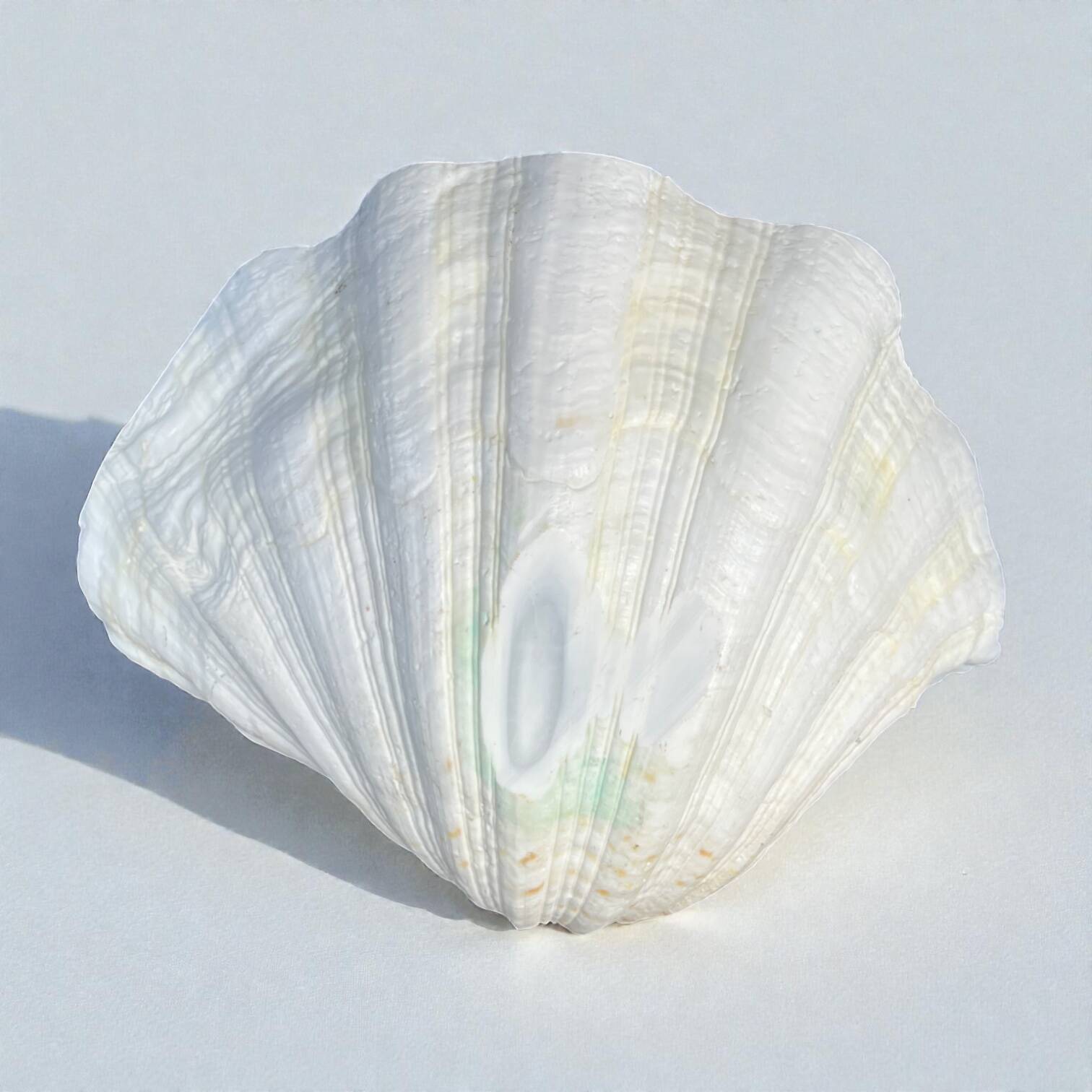 large shell-shaped ashtray Tridacna natural vintage 1970s