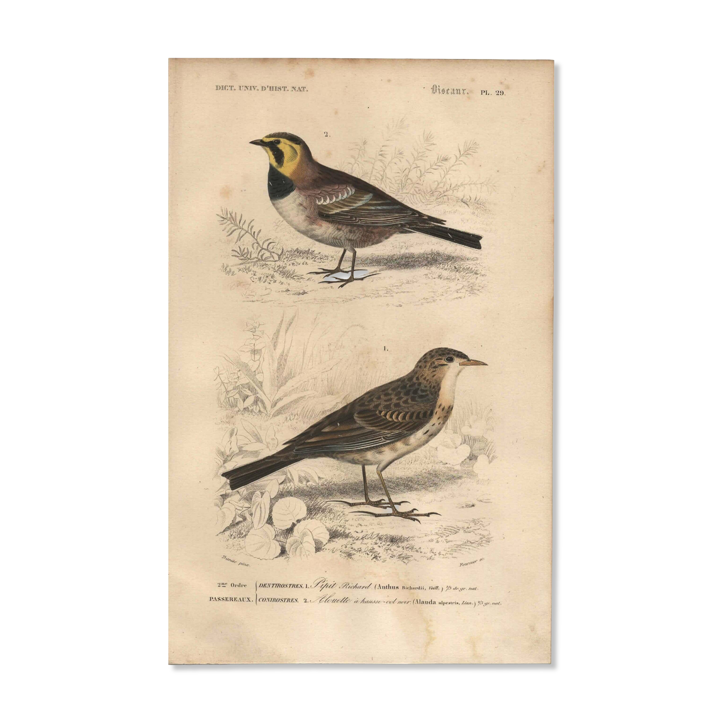Old engraving from 1849 - Blackbird by E. Travies - bird plate