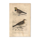 Old engraving from 1849 - Blackbird by E. Travies - bird plate
