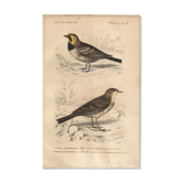Old engraving from 1849 - Blackbird by E. Travies - bird plate