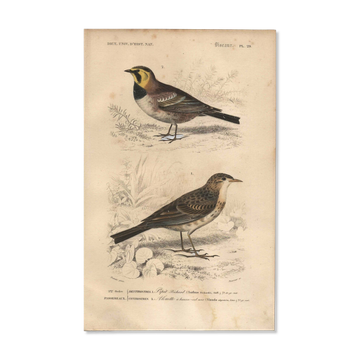 Old engraving from 1849 - Blackbird by E. Travies - bird plate