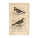Old engraving from 1849 - Blackbird by E. Travies - bird plate