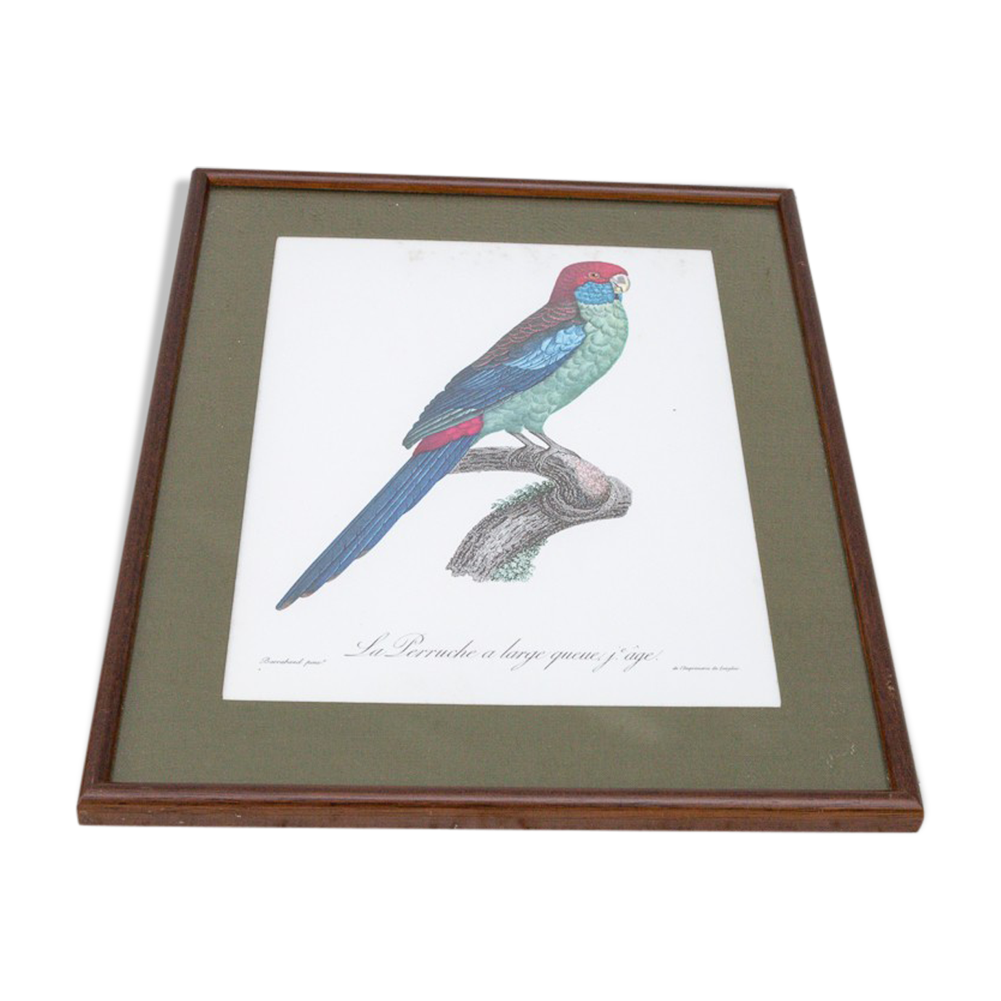 Engraving bird parrot, the parakeet with wide tail jacques barraband