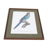 Engraving bird parrot, the parakeet with wide tail jacques barraband