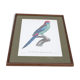 Gravure oiseau perroquet, la perruche a large queue jacques barraband