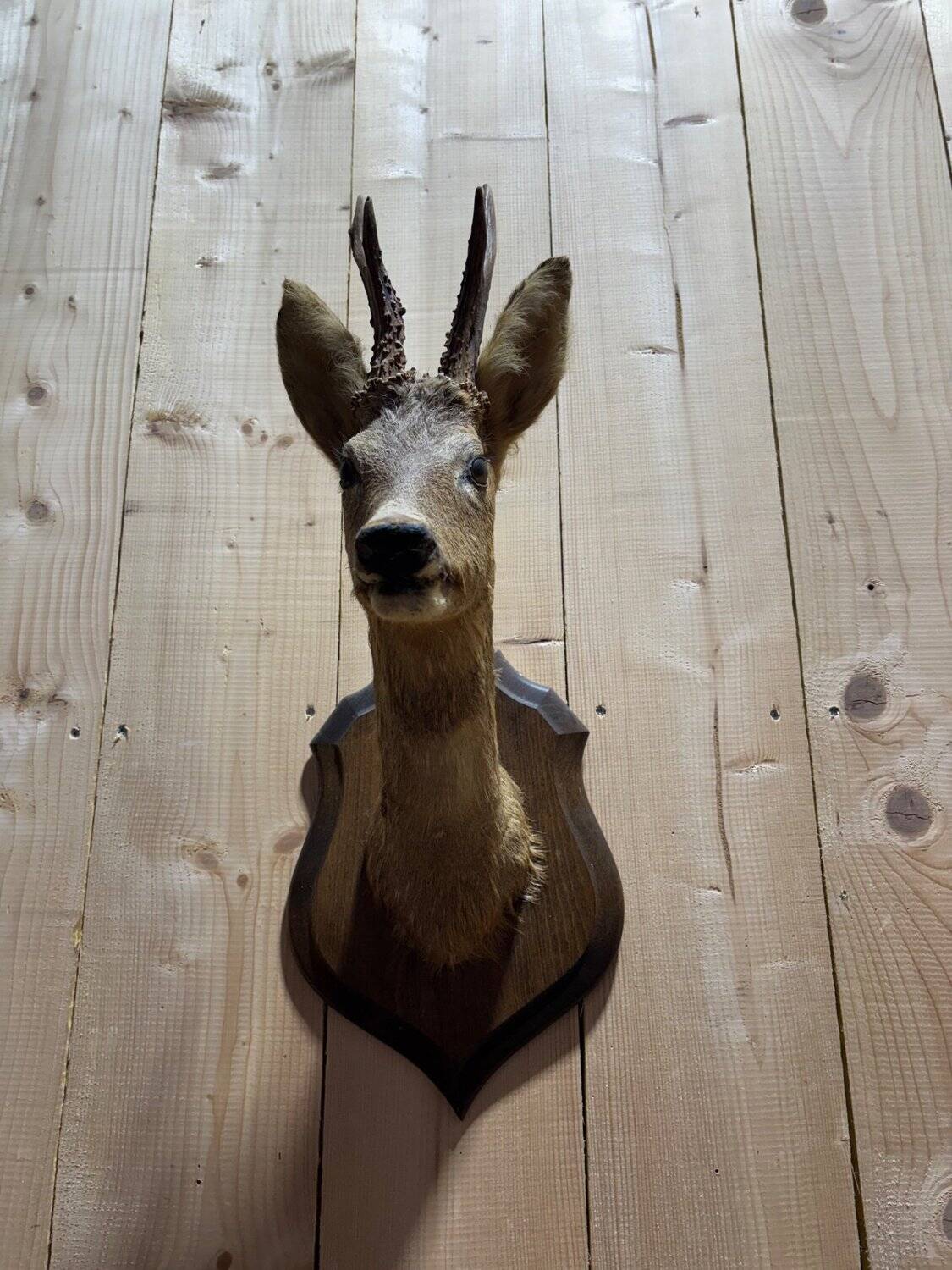 Deer head