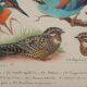 Louis Delapchier: Bee-eater, Roller and Kingfisher, original signed watercolor