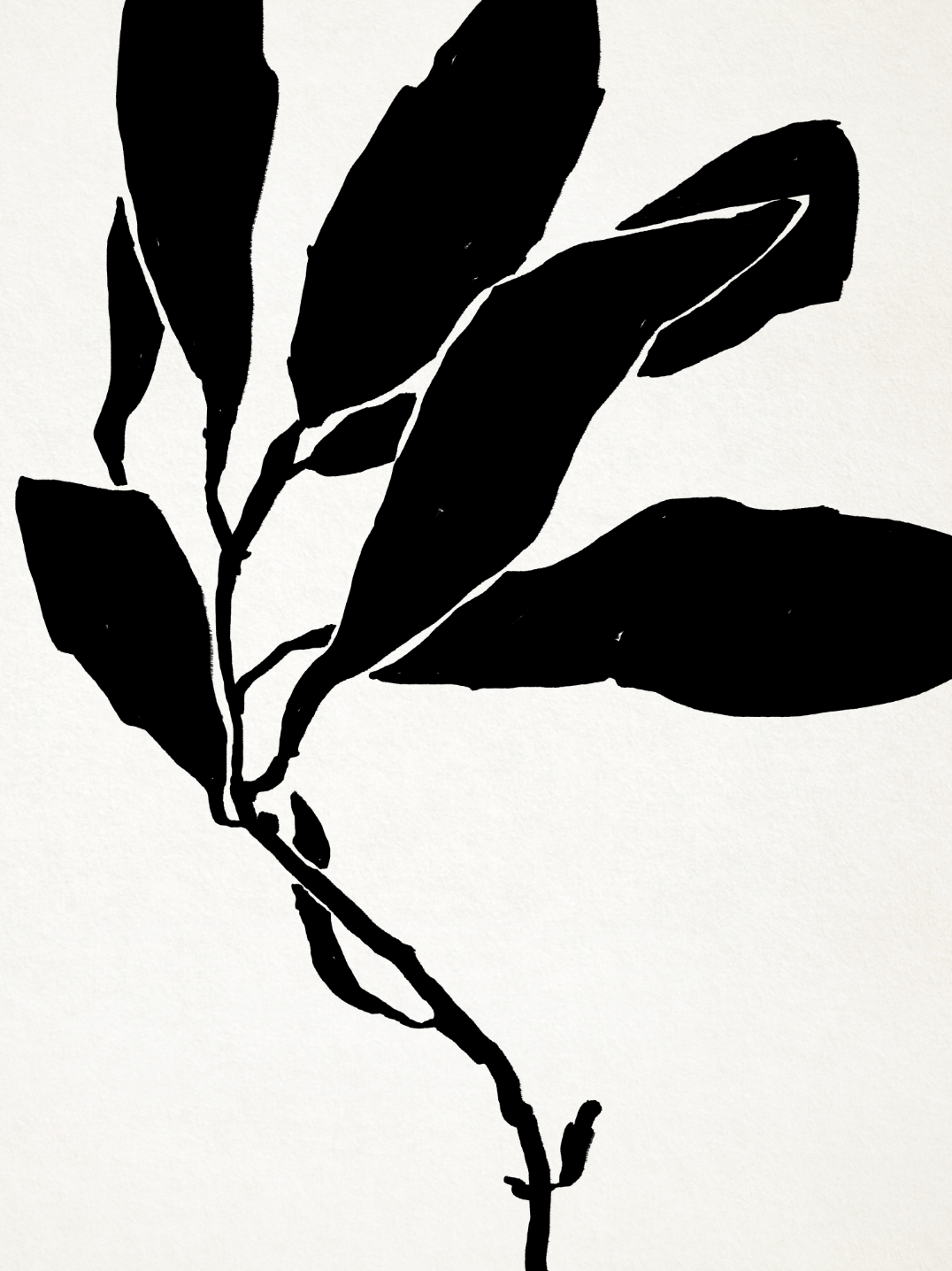 Botanical illustration in black, 50x70
