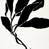 Botanical illustration in black, 50x70
