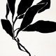 Illustration botanique en noir 50x70