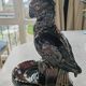 Parrot ashtray