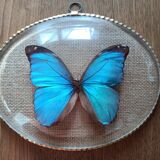 naturalized butterfly under oval frame