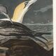 Affiche sur le Fou de Bassan, d’après une gravure ancienne de 1827.