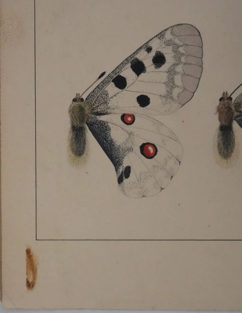 Roger metaye: yellow, black and white butterflies, original signed watercolour.