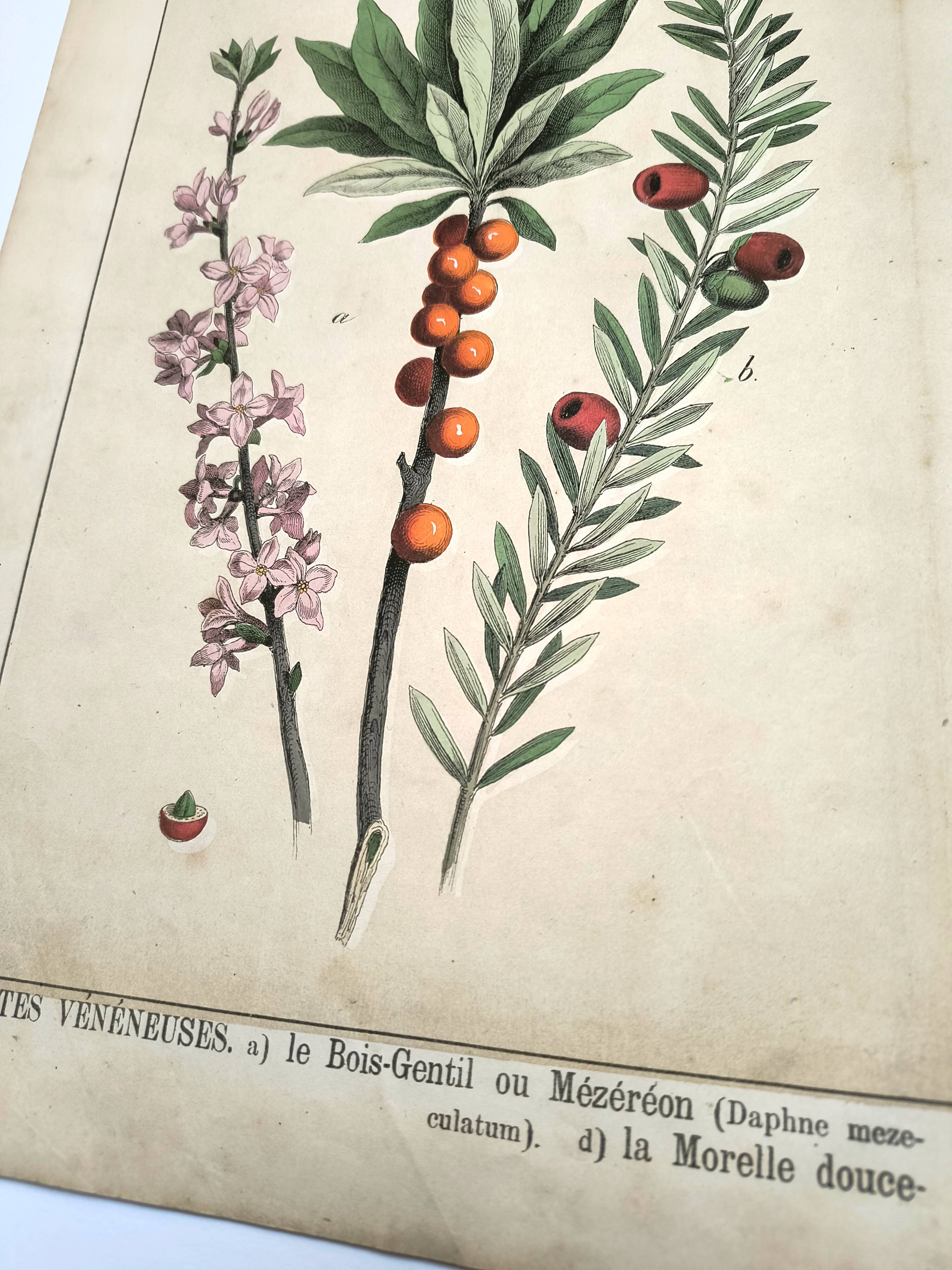 Botanical engraving from 1870 - Bois-Gentil and Yew - Lithograph of a plant
