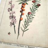 Botanical engraving from 1870 - Bois-Gentil and Yew - Lithograph of a plant