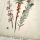 Botanical engraving from 1870 - Bois-Gentil and Yew - Lithograph of a plant