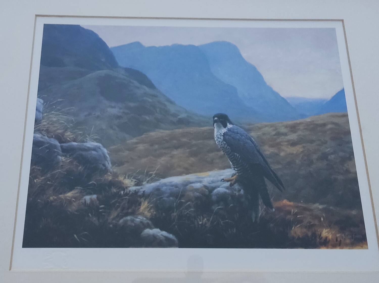 Lithograph Julian Friers – Peregrine Falcon at Glencoe – Framed painting