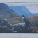 Lithograph Julian Friers – Peregrine Falcon at Glencoe – Framed painting