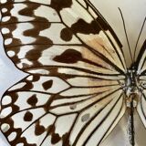 Butterfly frame "Idea leuconoë clara"