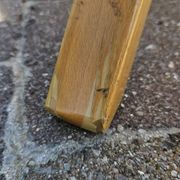 Parrot coat rack Baumann