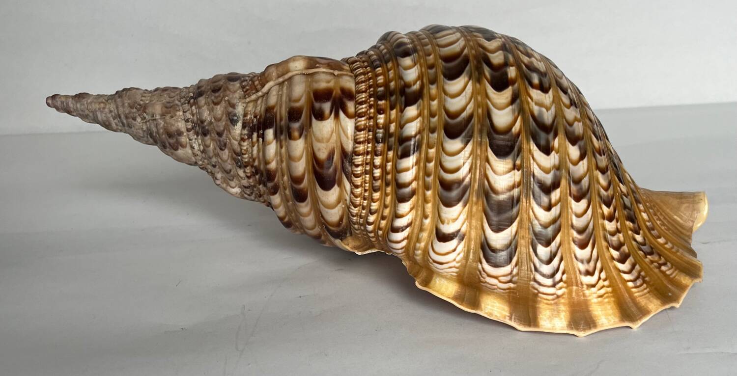 Charonia tritonis shell