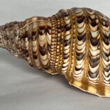Charonia tritonis shell