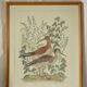 Tableau vintage aquarelle canards de terronblan monbaly dayelle