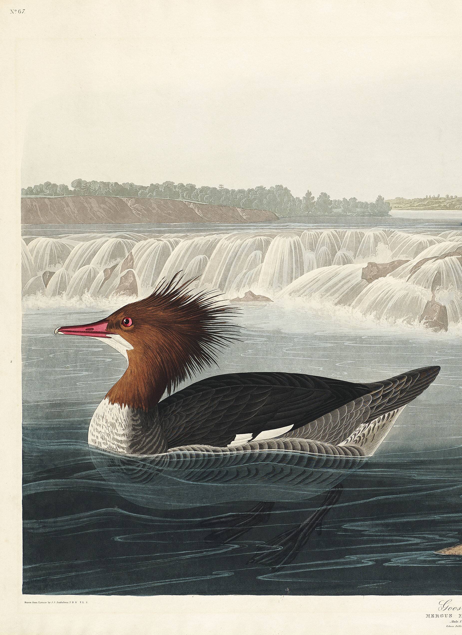 Poster about the Common Merganser, based on an old engraving from 1827.