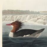 Poster about the Common Merganser, based on an old engraving from 1827.