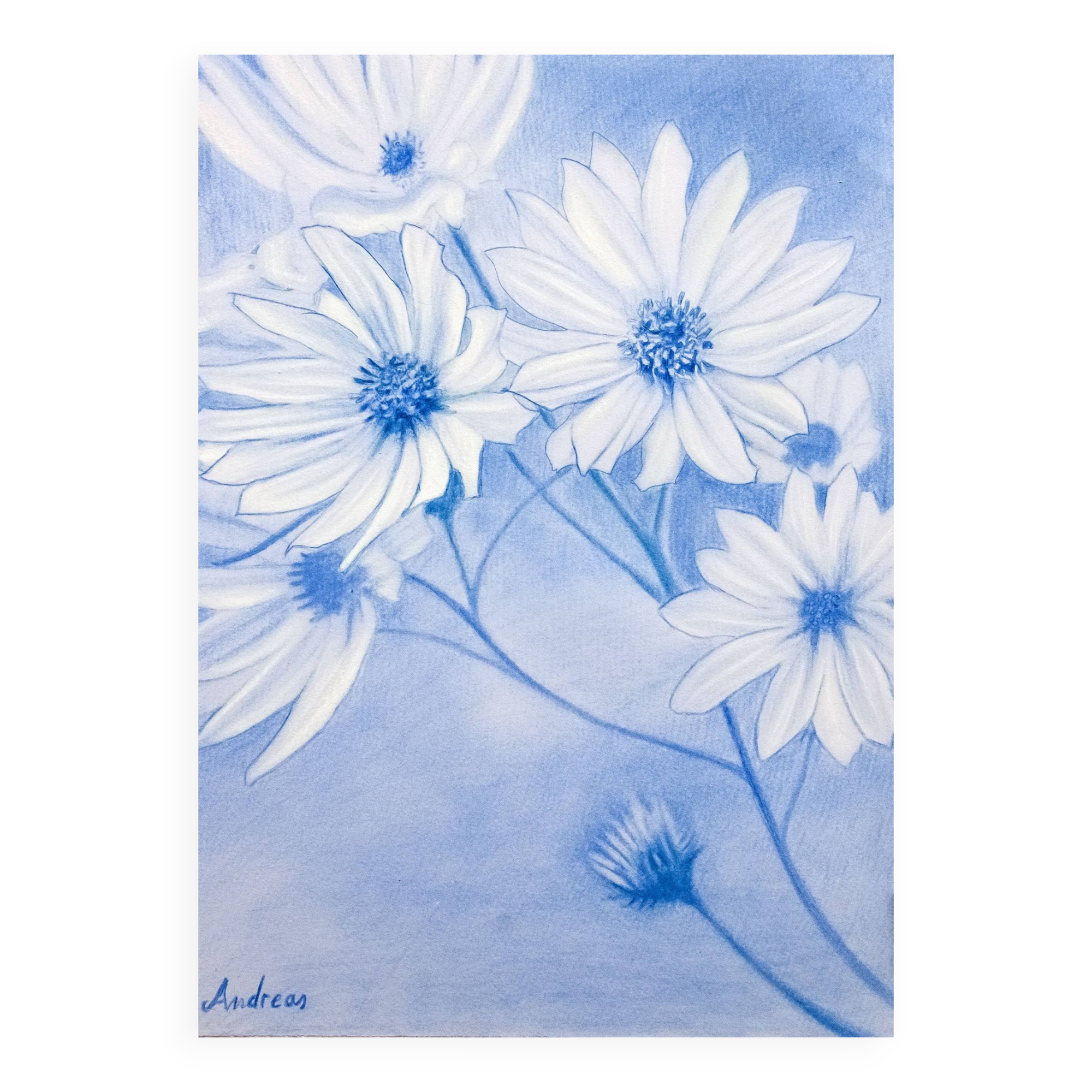 Drawing of daisies. Flowers. Painting of flowers. Drawing of flowers. Daisies drawn in color.