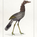 Lithograph chimeric engraving animal - the cariapocampus