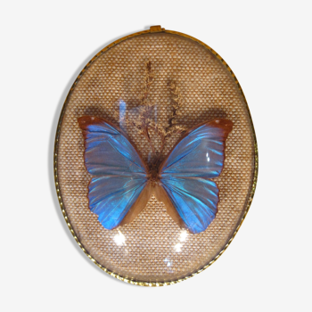 Curved oval frame with blue butterfly