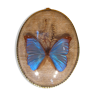 Cadre ovale bombé avec papillon bleu