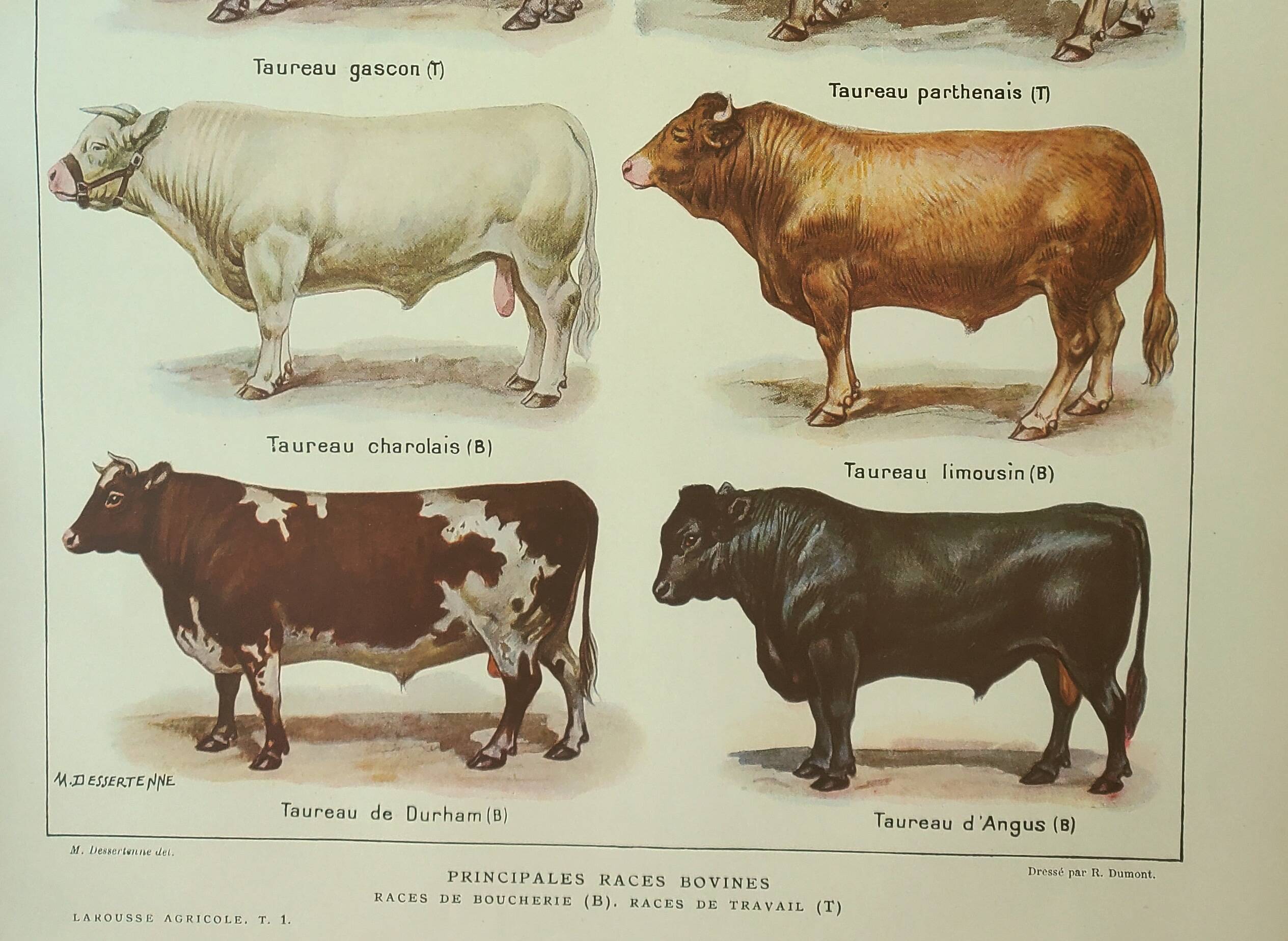 Old engraving 1922, Bull and Cattle, cattle breeds, cow • Lithograph, Original plate