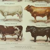 Old engraving 1922, Bull and Cattle, cattle breeds, cow • Lithograph, Original plate