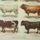 Old engraving 1922, Bull and Cattle, cattle breeds, cow • Lithograph, Original plate