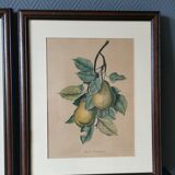 2 tableaux reproduction poires et prunes