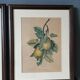 2 tableaux reproduction poires et prunes