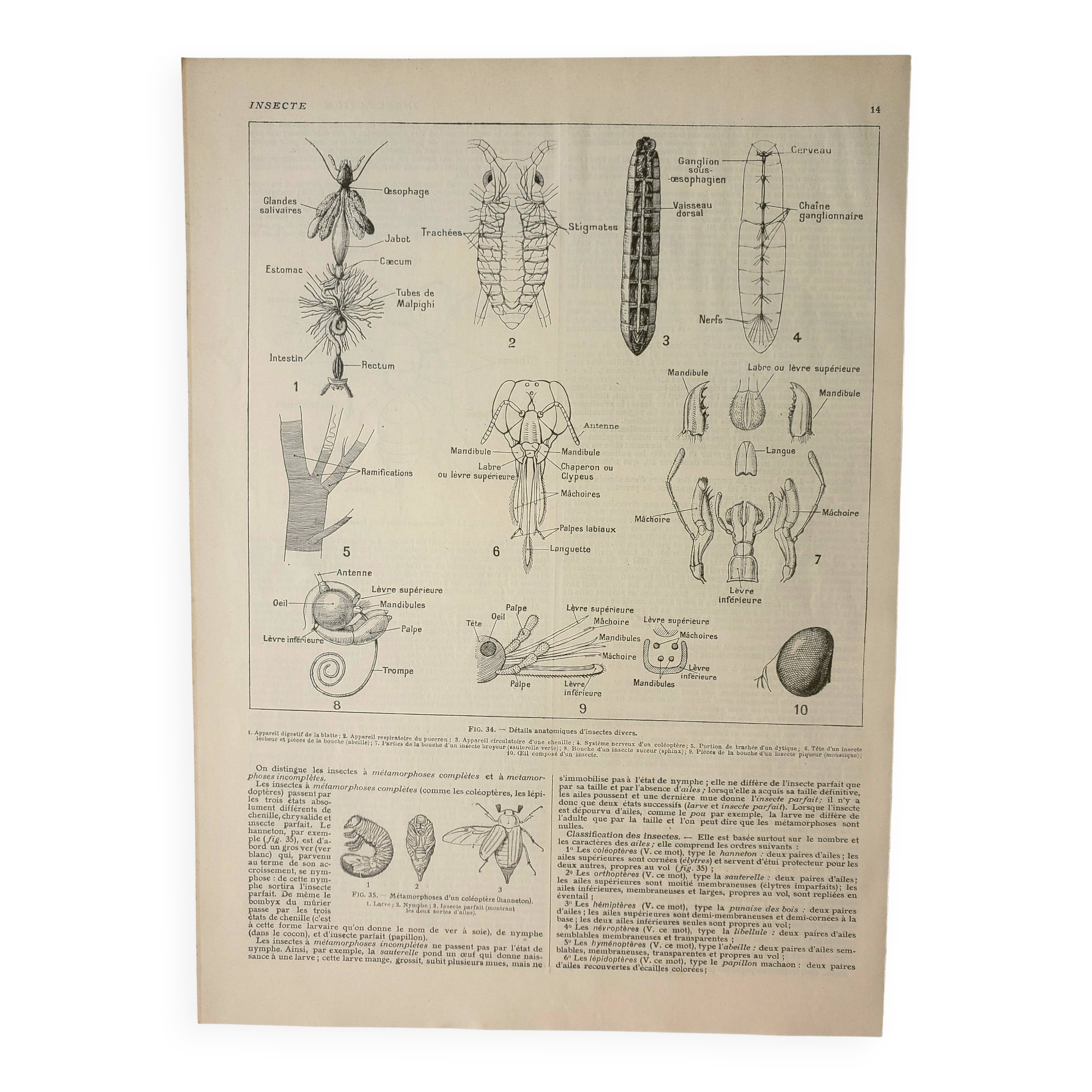 Antique engraving 1922 - Anatomy of insects, antenna, lips