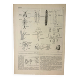 Gravure ancienne 1922 - Anatomie des insectes