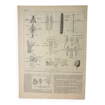 Gravure ancienne 1922 - Anatomie des insectes