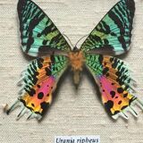 Butterfly frame "Urania Ripheus Madagascar"